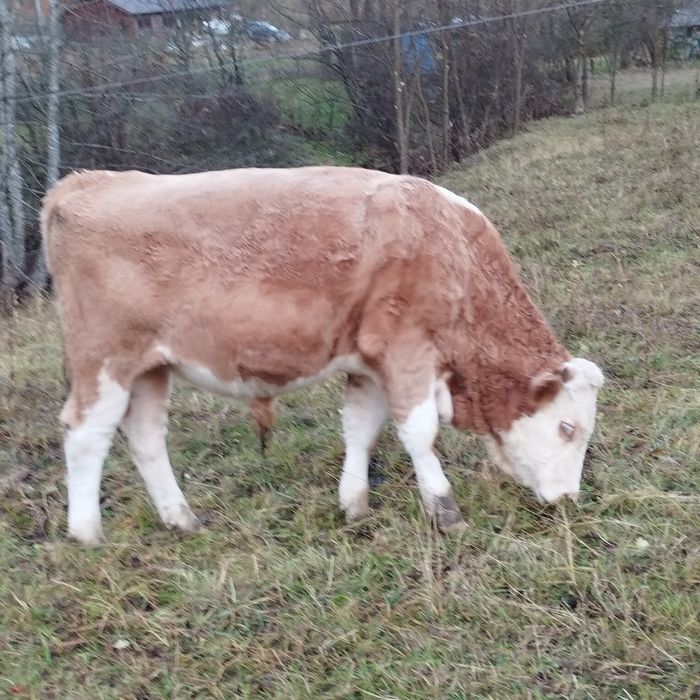 Vând vitel baltata romaneasca.