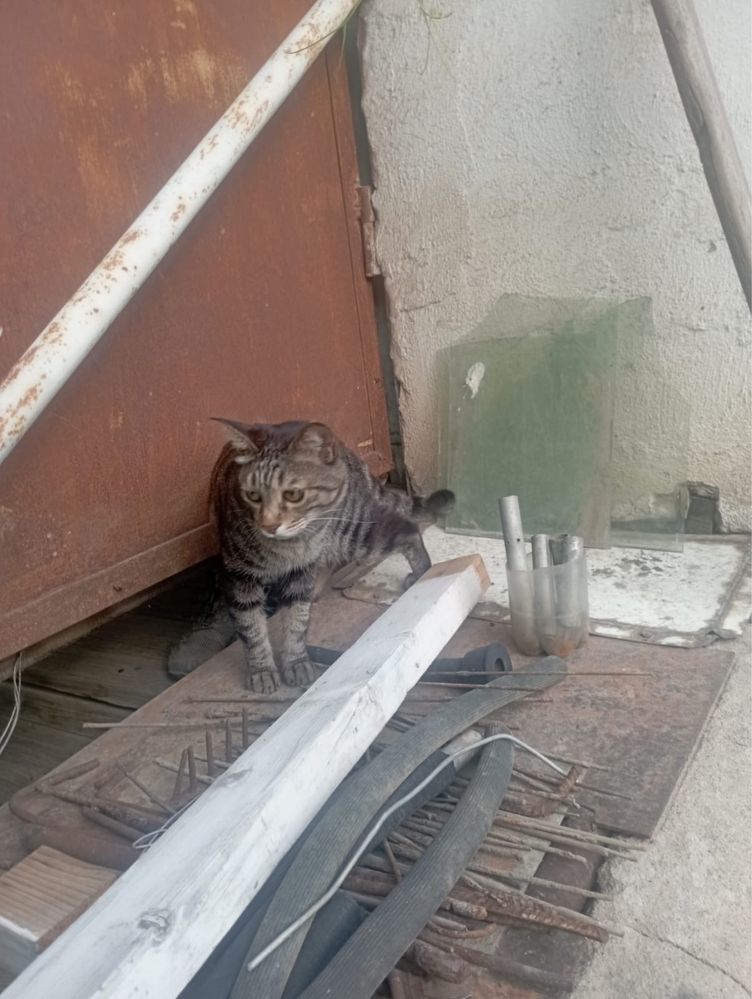 Пропал кот по кличке Марсик