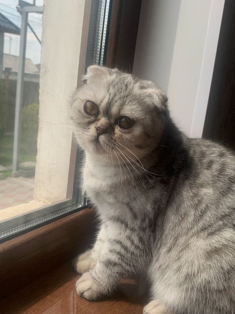 Кошка Вислоухая.