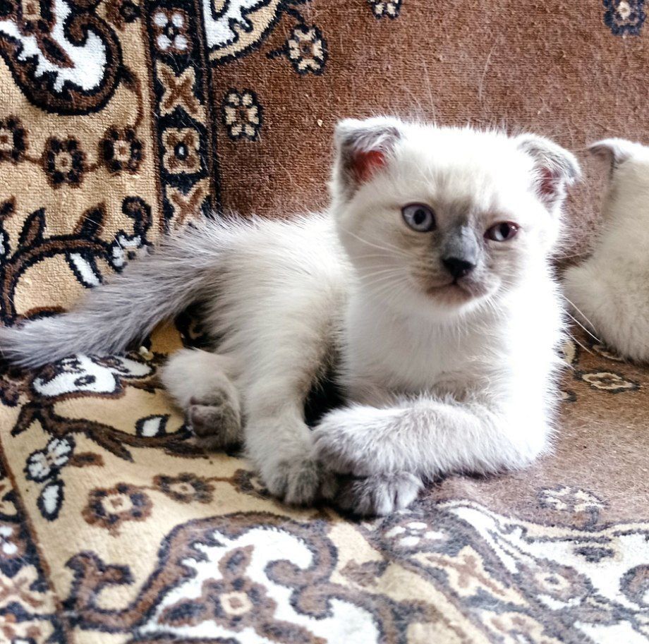 Продаются породистые котята