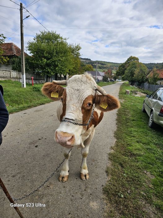Vaca Baltata Românească