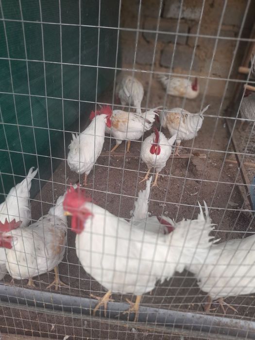 Uyda boqilgan ho'rozlar ishonchli halol  tezda sotiladi narxi arzon