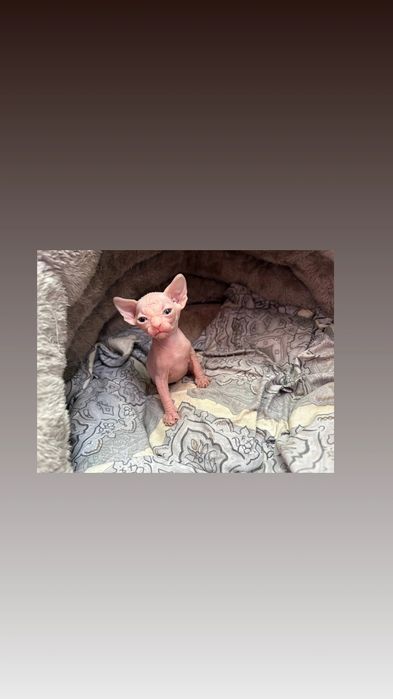 Продаются чистокровные канадские сфинксы