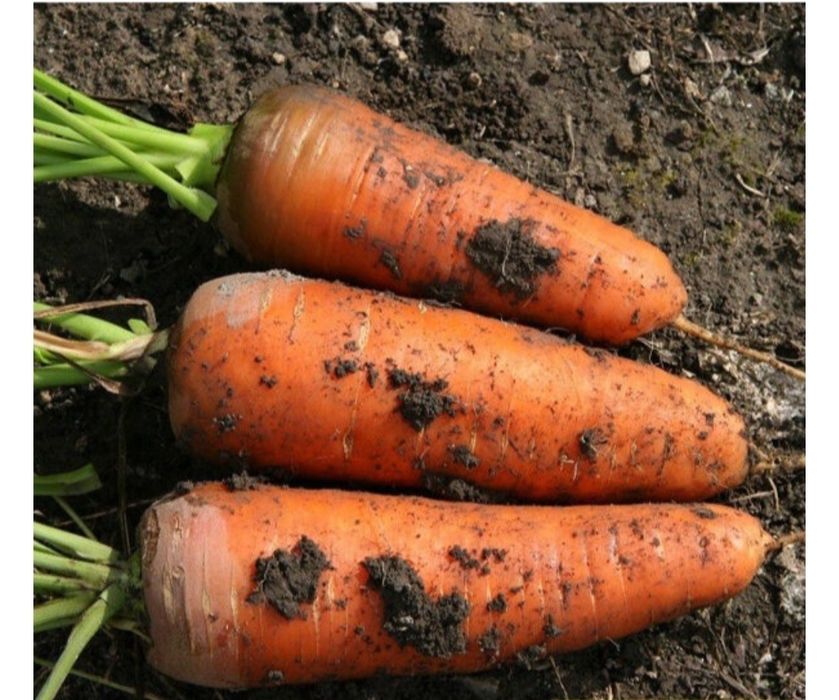 Продам морковь  свежие