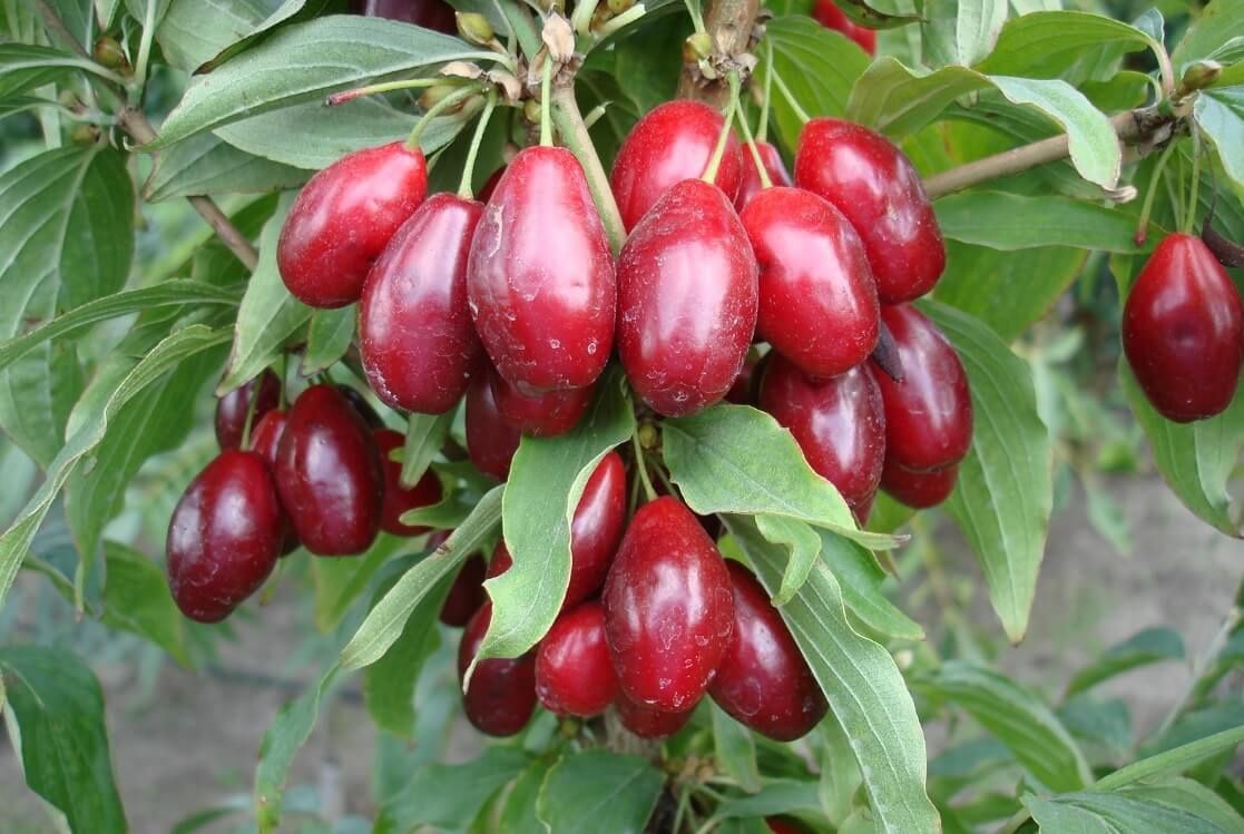 Arbuști Fructiferi  CORN