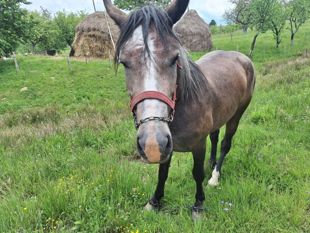 De vanzare o manza