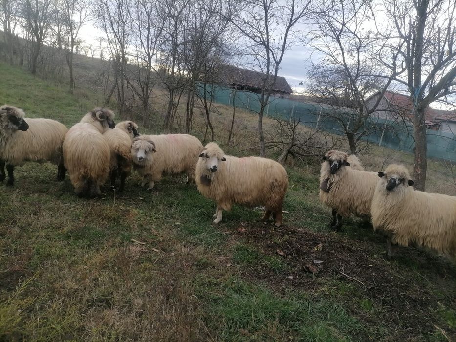 De vanzare oi pe ales