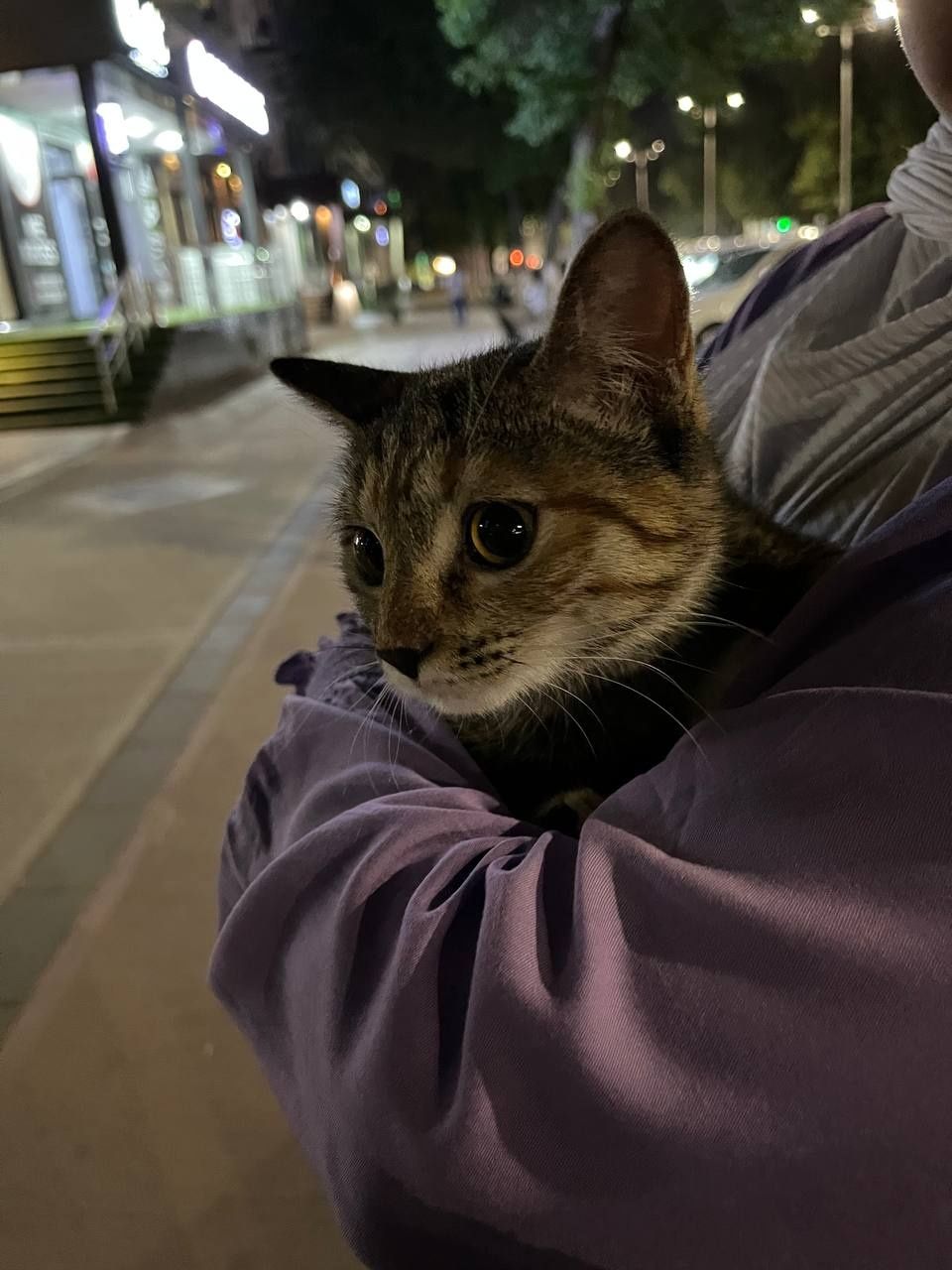 Отдам кошку в добрые руки