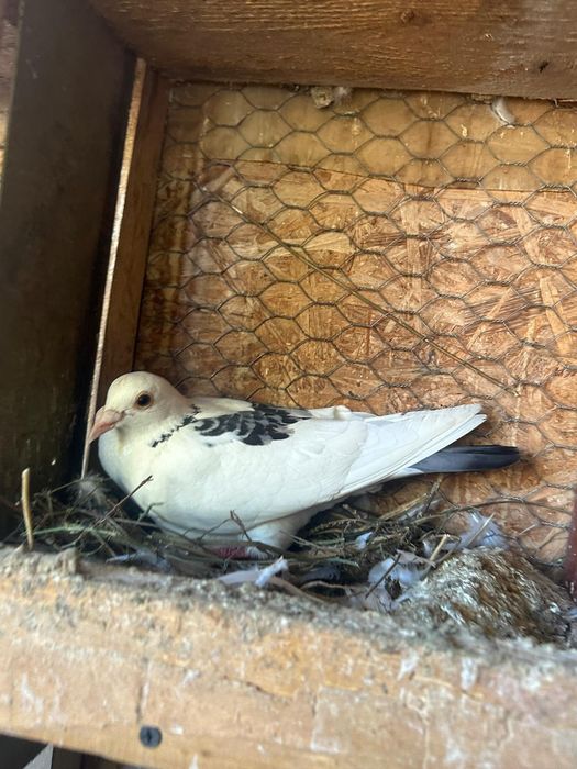 Porumbei voiajori colorați