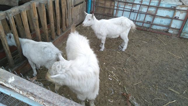Заненские козы и козел