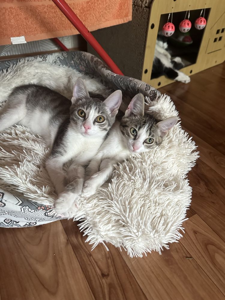 Котята ищут дом