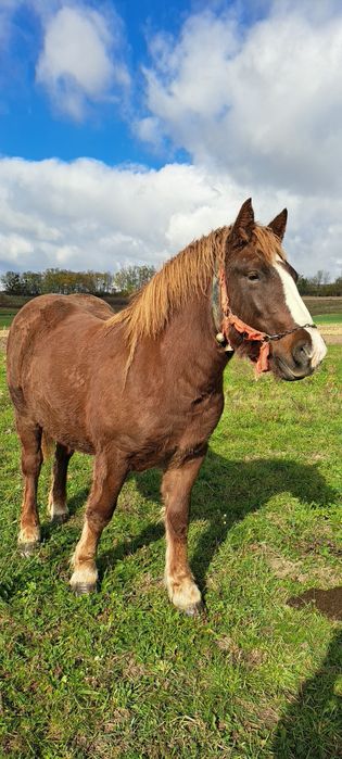 Vând mânză de 1 an si 3 luni.