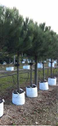 Pinus sylvestris(pin)