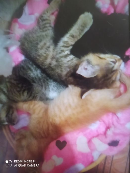 Отдам бесБесплатно котят 2 месяца.Писать в вотцап