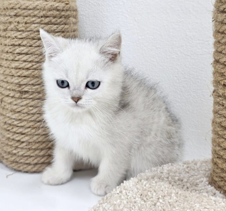 Два британских котика