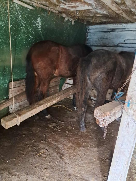 De vinzare doua mînze cuminti.