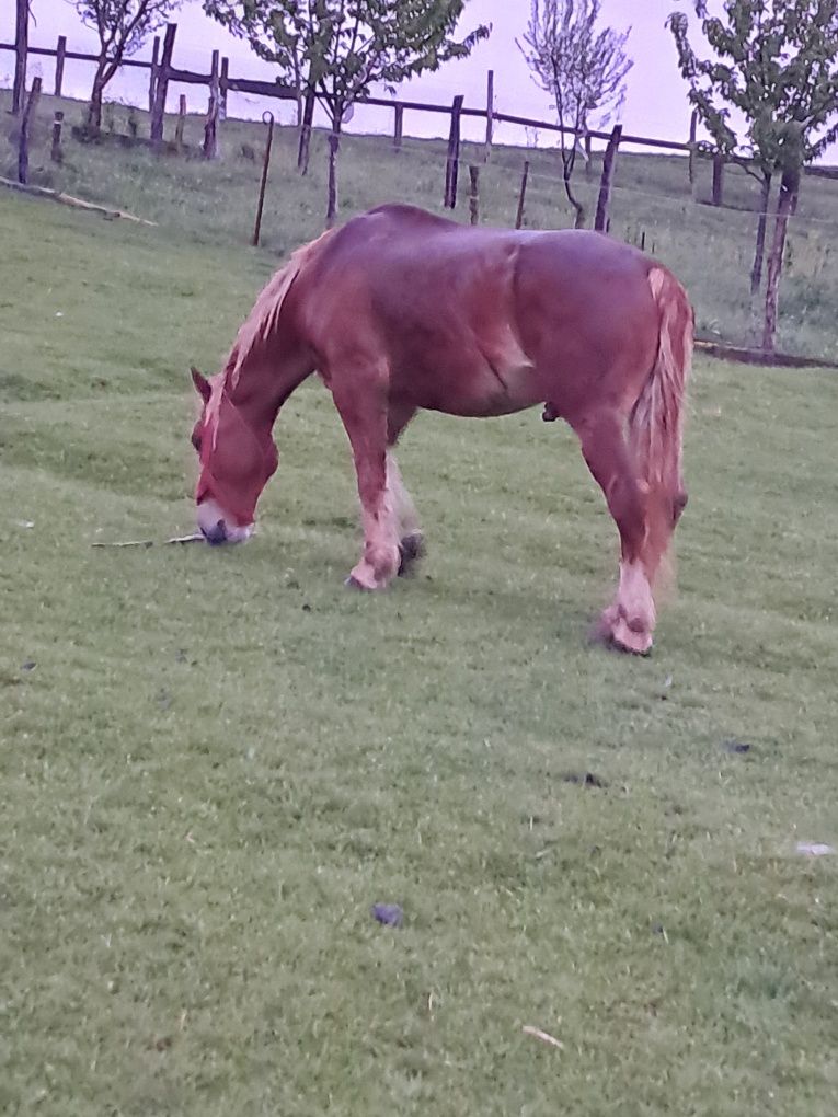 Vând cal mare de 3 ani jumate sau schimb garantat la orce