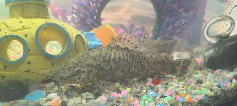 Vând acvariu complet