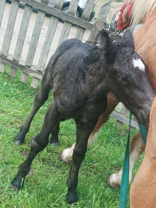 Vand mânză de 6luni jumate