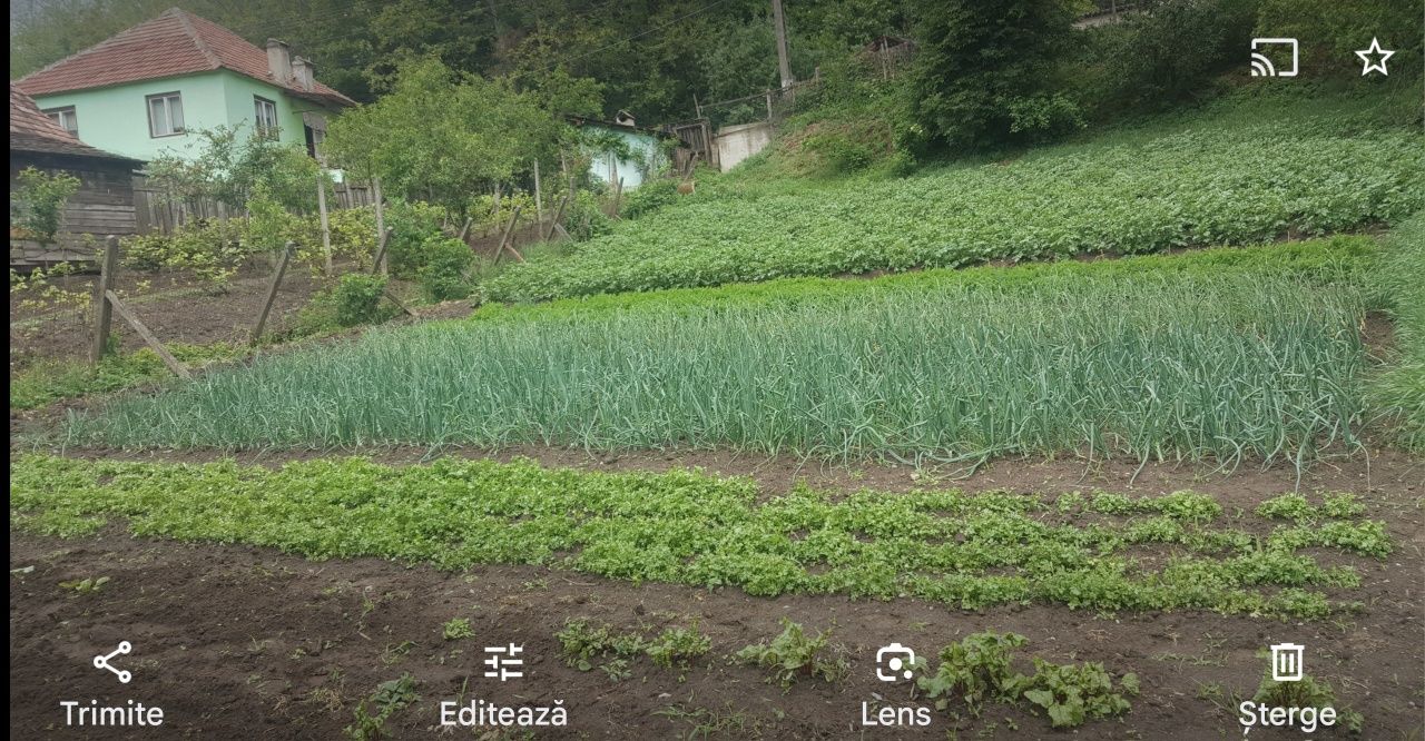 Casă de vânzare curte și gradină suprafață 1500m