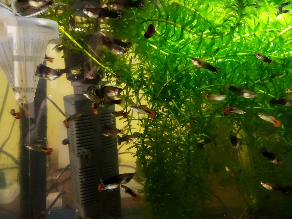 Продаются гуппи оптом молодые