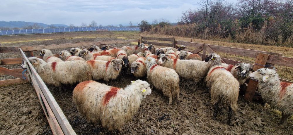 Vând 28 de oi și 2 berbeci