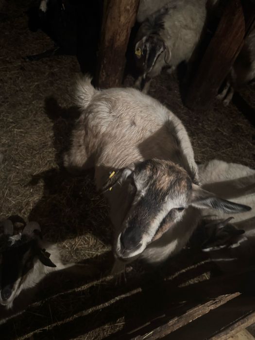 7 Ешкі 2 лақ 5 шыбыш 1 теке сатылады