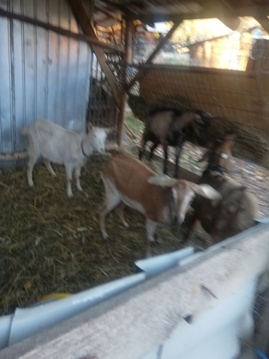 Vând 3 capre ai 1 tap