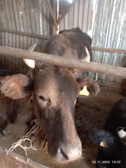 Продается каровы