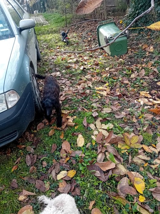 Логото романьол  кучета