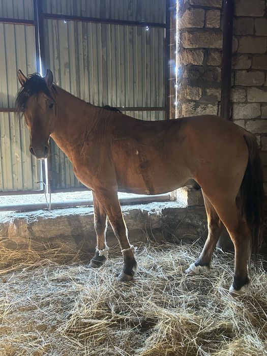 5 жасар айғыр жуас мұғалжар қожасай да тұр