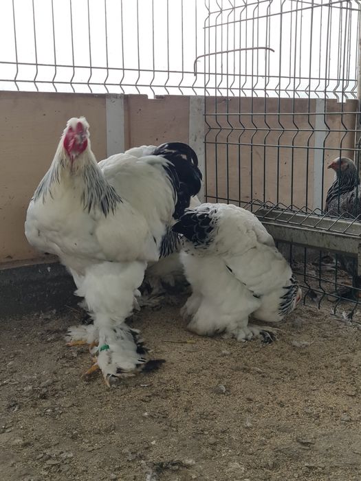 Cocos brahma herminat deschis