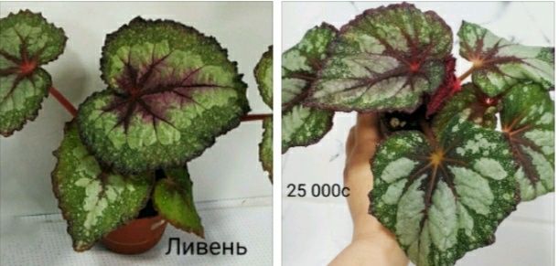 Молоденькие бегонии.