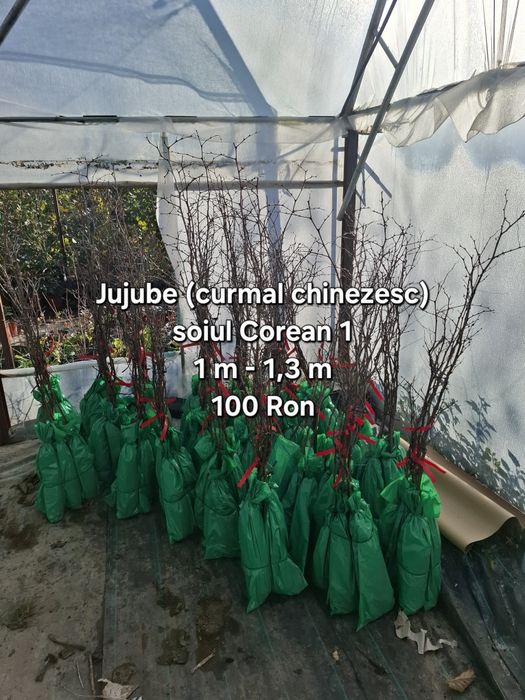 Plante exotice, kaki, kiwi, curmal, maslin, lamai, portocal, rodiu