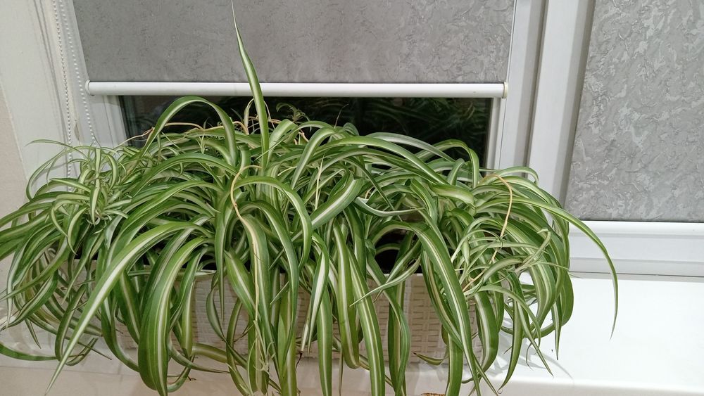 Цветы комнатные ОБМЕН