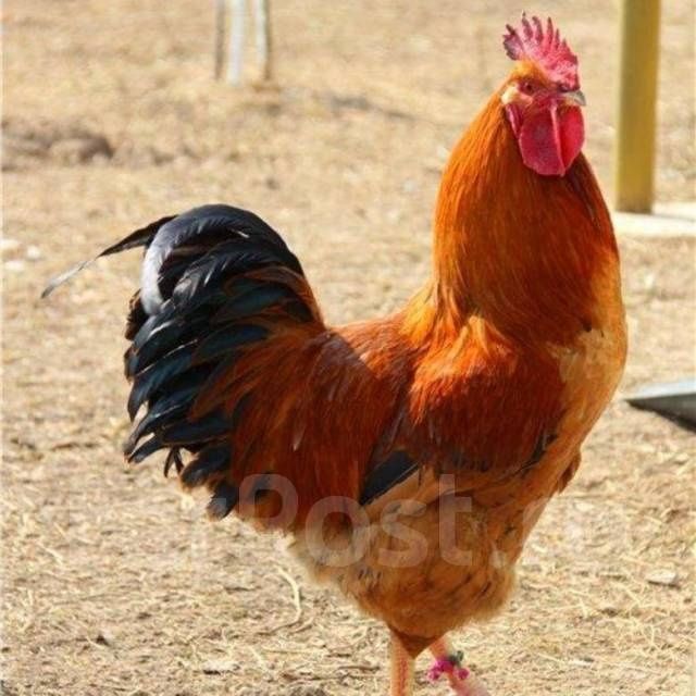 Продам петухов или обмен на домашние яйца