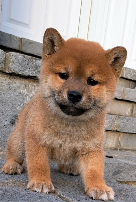 Baiat Shiba inu Pedigree