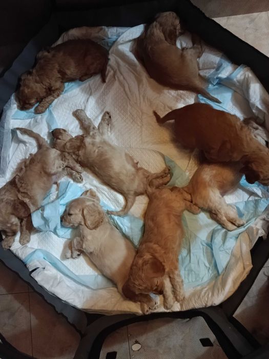 Продавам кокер шпаньол