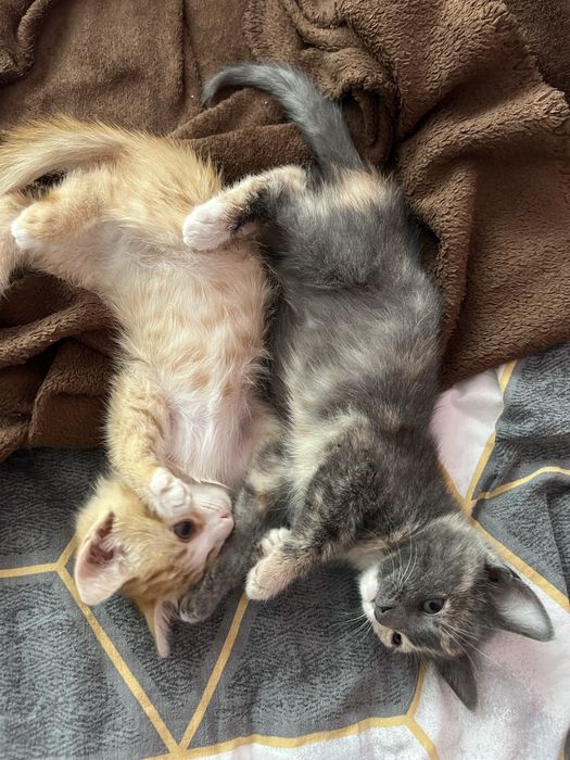 Котенца си търсят дом