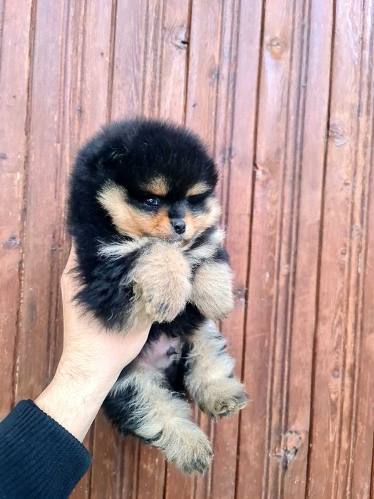 Померан померан.