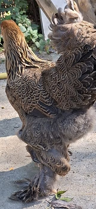 Gaini Brahma tineret