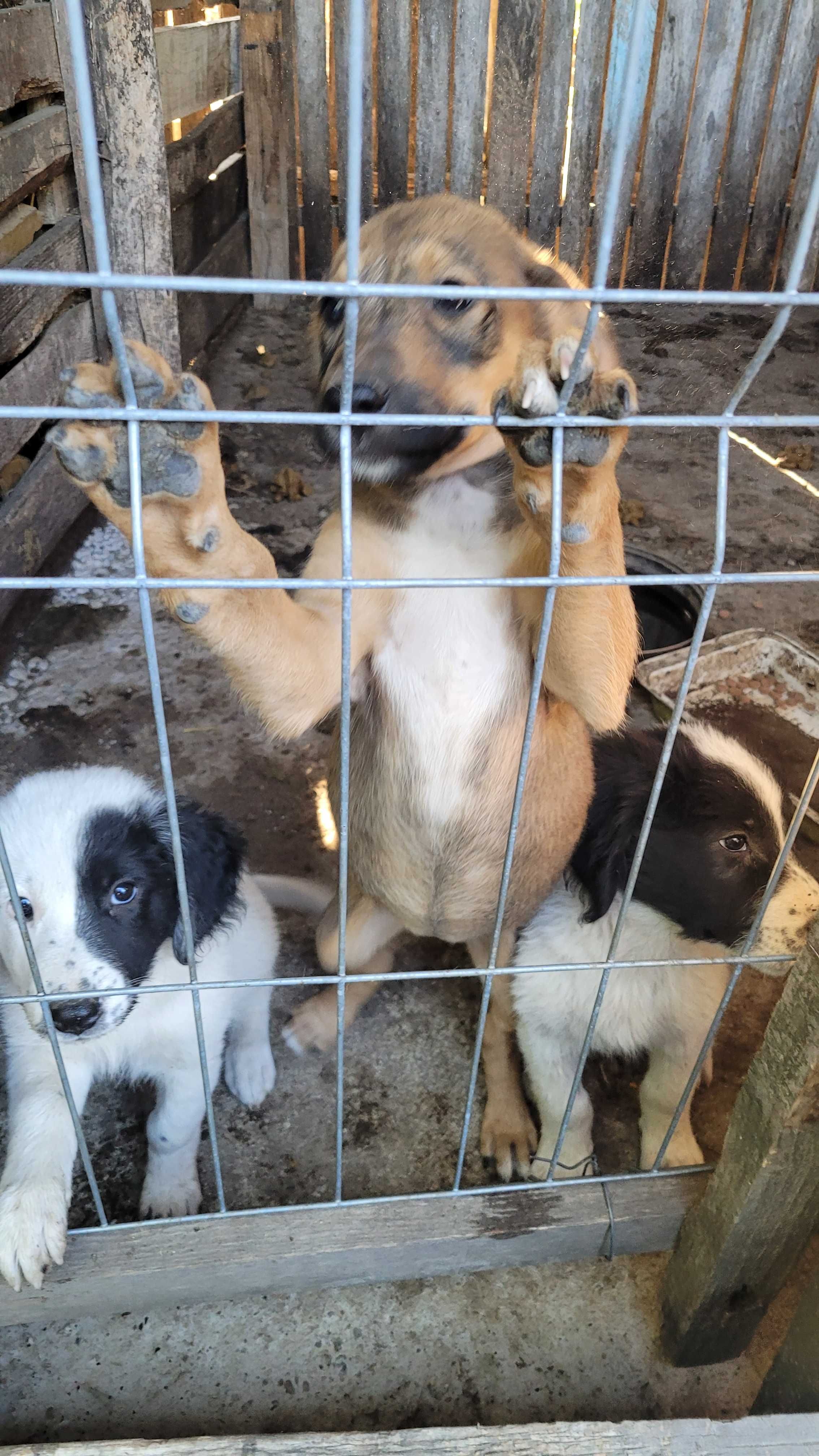 Donez catelusi ciobanesti si mamica ciobanesc