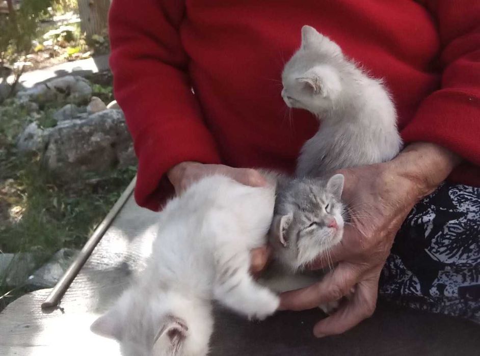 Подарявам котета на 45 дни