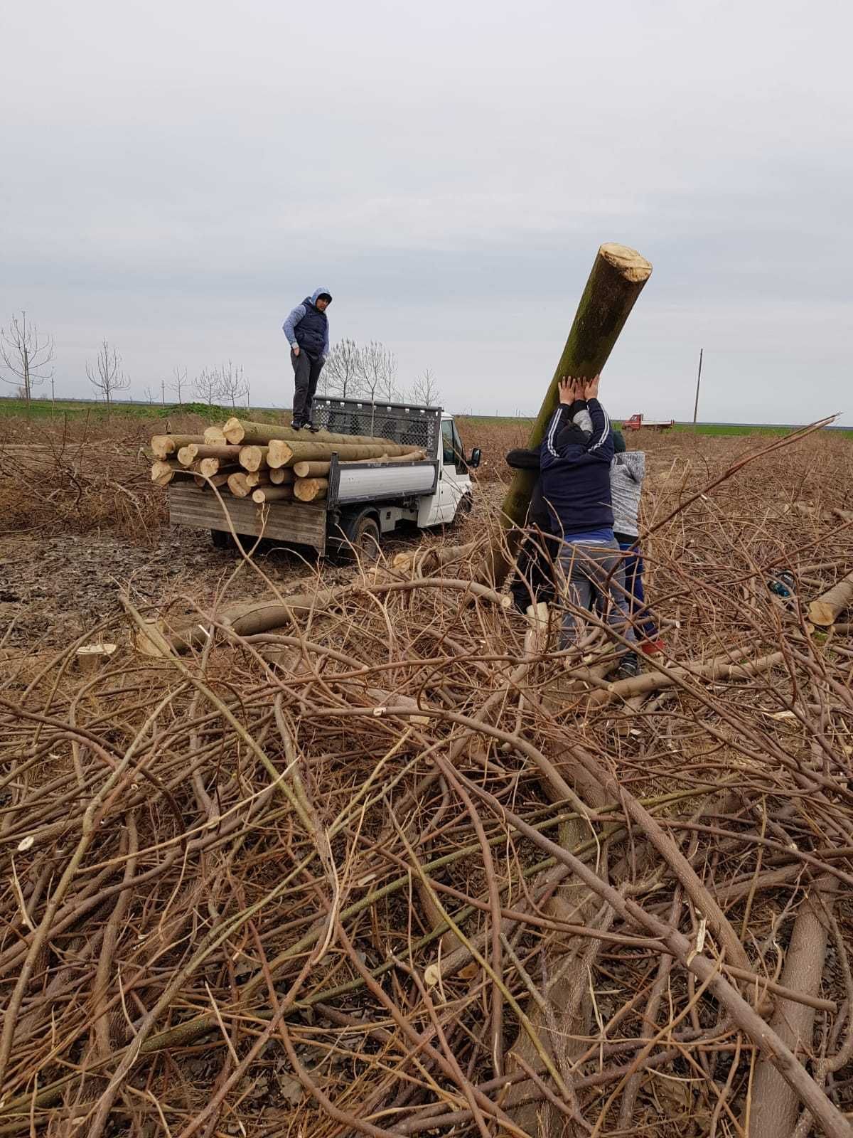 Vand busteni sau cherestea din paulownia