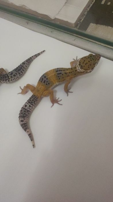 Эублефары разного возраста