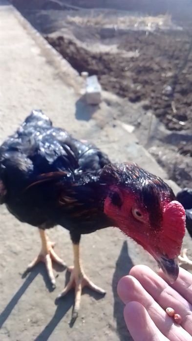 Куланги Даканг Хуроз урушадиган