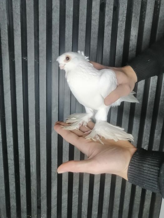Kaptar sotiladi oq 1 para