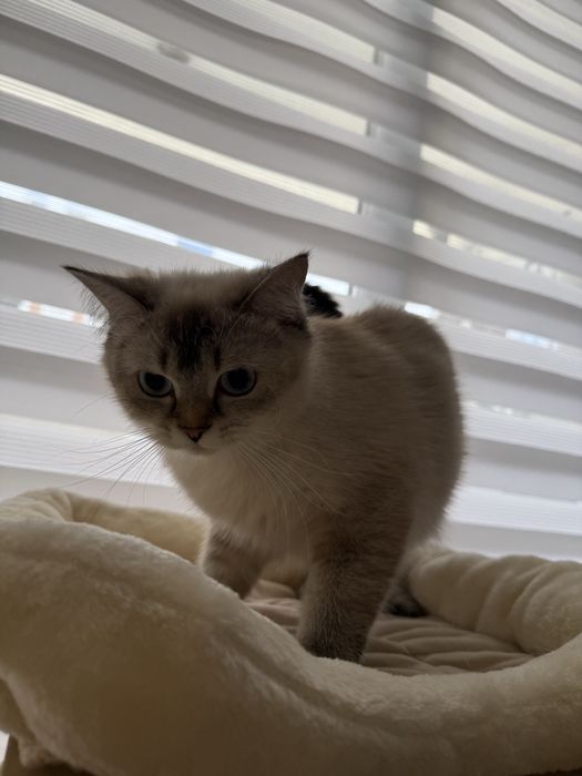 Чистокръвна британска късокосместа със сини очи