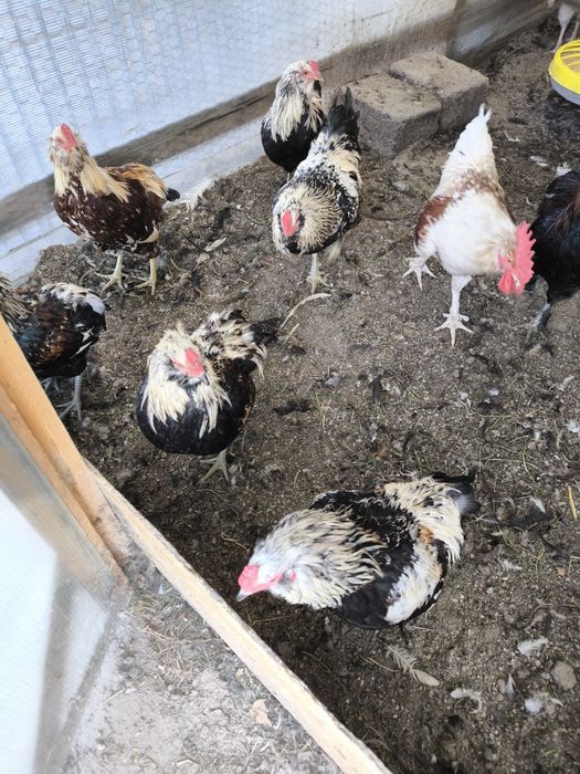 Cocosi Araucana si Rhode Island