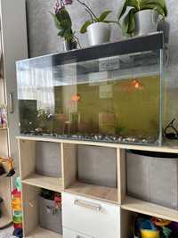 Аквариум с рыбками на 200 литров